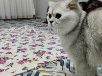 Yakışıklı oğlumuza dişi eş aranıyor british shorthair