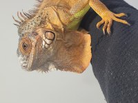 Kırmızı iguana çipli