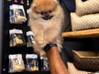 Mersin Pomeranian Boo
