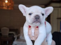 RENK RENK FRENCH BULLDOG BEBEKLER