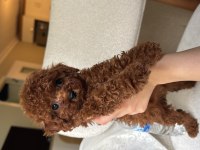 Orijinal tea cup teddy surat ev bakımlı poodle
