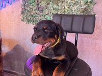 A kalite rottweiler yavrular
