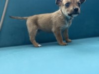 Pinscher şivava yavrular