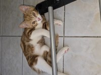 3 adet tatlı tekir bücürler