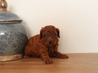 Poodle yuvaya gitmeye hazırız