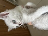 Güzel british shorthair yavrularım sahiplendirilecektir
