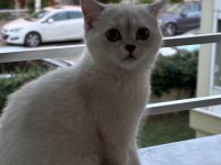 4 aylık british shorthair bütün malzemeleri ile verilecek