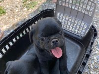 Pug yavrular