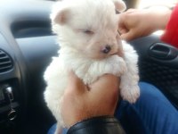 Maltese terrier yavruları