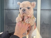 3 KARDEŞ KÖPEKLER SAHADA MAKİNELER HAZIR HIZLI ÇEKEN KAZANIR