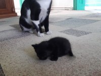 Yeni Doğmuş Siyah Tekir