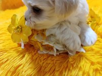 Maltese Terrier Adrese Teslim, Kapıda Ödeme Yapabilirsiniz