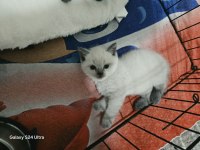 Masmavi gözler ÇOK AKILLI YAVRU