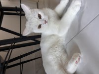6 aylık dişi british shorthair