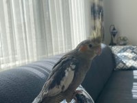 dişi grey sultan papağanı