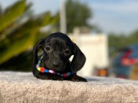 Show kalite sosis köpeği yavruları
