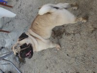 Çok Tatlı Pug