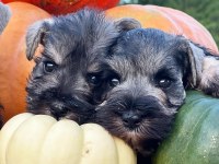 FCI secereli Miniatute Schnauzer yavruları