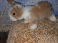 Teddy lop tavşanı yavrular mavi goz