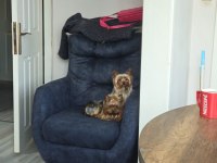 Yorkshire terrier can dostlara yuva arıyoruz