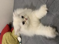 Cam gözlü british longhair yavru