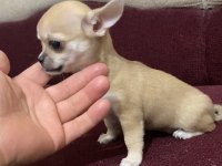 Tatlış insan delisi bir chihuahua kız