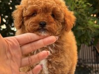 Red Maltipoo Dişi Teddy Surat