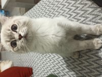3 Aylık Mavi Gözlü iki adet Blue Point British Shorthair