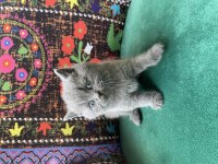 Gri ayı kafa yavru british shorthair