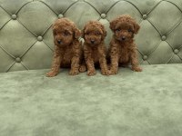 TEA CUP VE TOY BOY DA RED BROWN KORE POODLE YAVRULARIMIZ