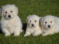 Maltese Terrier 0 Numara orjınal ırk