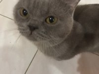 19 aylık her şeyi tam british shorthair gri renk