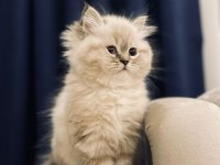 Safkan İran chinchilla bebeklerimiz