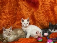 Beyaz maine coon kedimiz
