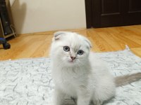 2 AYLIK SCOTTİSH FOLD YAVRUMUZ ERKEK BAKIMLI