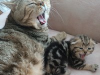 2 aylık scottish fold dişi kedimiz yuva arıyor