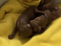 Yavru a kalite 2 dişi ve 1 erkek yavru poodle
