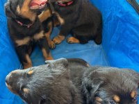 Evinizin yeni üyesi rottweiler kapıda ödeme vardır