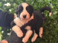 En zeki arkadaş border collie