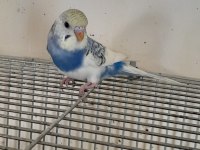 3 AYLIK HARİKA RENK KUSURSUZ DİŞİ MUHABBET KUŞU