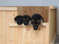 ALMAN ÇOBAN KÖPEĞİ YAVRULARI