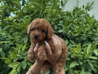 Saf Kan Yüksek Kalite Toy Poodle Yavrularımız