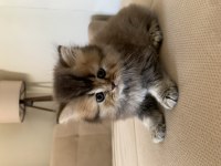 TESLİME HAZIR BLUE POİNT KEDİLERİMİZ