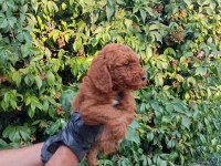 IRK VE SAĞLIK GARANTİLİ RED BROWN POODLE BEBEKLERİMİZ