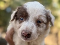 ÜRETİCİDEN RED MERLE BLUE MERLE BORDER COLLIE