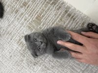 Çok sağlıklı Cinnamon ve Duman renk scottish fold yavrular