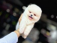 Teacup Ayı Surat Pomeranian Boo Yavrularımız