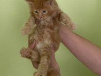 Maine coon erkek kırmızı