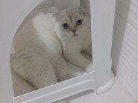 7 aylık erkek scottish fold ücretsiz