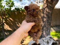 Tea Cup Poodle yavrularımız 